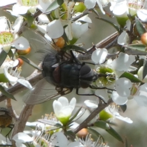 Rutilia sp. (genus) at QPRC LGA - 4 Dec 2023