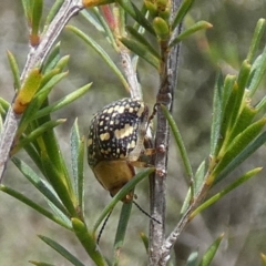 Paropsis pictipennis (Tea-tree button beetle) at QPRC LGA - 4 Dec 2023 by Paul4K