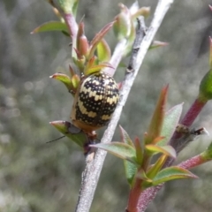 Paropsis pictipennis at QPRC LGA - 4 Dec 2023