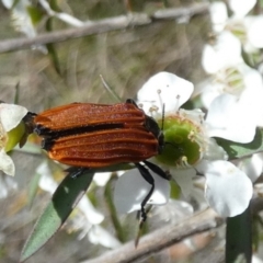 Castiarina nasuta (A jewel beetle) at QPRC LGA - 4 Dec 2023 by Paul4K