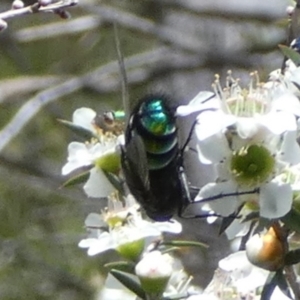 Rutilia (Rutilia) sp. (genus & subgenus) at QPRC LGA - suppressed