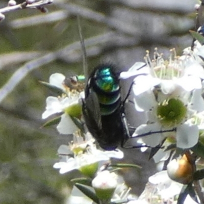 Unidentified Flower-loving fly (Apioceridae) at Boro - 4 Dec 2023 by Paul4K