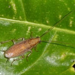 Balta spuria (A Balta Cockroach) at Mongarlowe River - 18 Apr 2023 by arjay