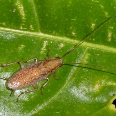 Balta spuria (A Balta Cockroach) at Charleys Forest, NSW - 18 Apr 2023 by arjay
