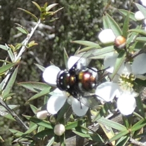 Rutilia (Rutilia) sp. (genus & subgenus) at Boro - 4 Dec 2023