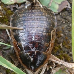 Calolampra sp. (genus) (Bark cockroach) at Charleys Forest, NSW - 17 Nov 2018 by arjay