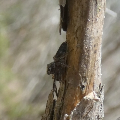 Salticidae (family) by Paul4K