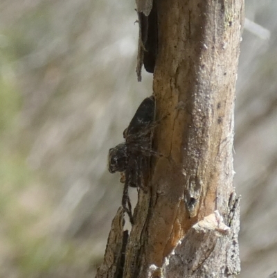 Unidentified Jumping or peacock spider (Salticidae) at Borough, NSW - 4 Dec 2023 by Paul4K