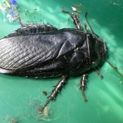 Panesthia australis (Common wood cockroach) at Charleys Forest, NSW - 28 Feb 2023 by arjay