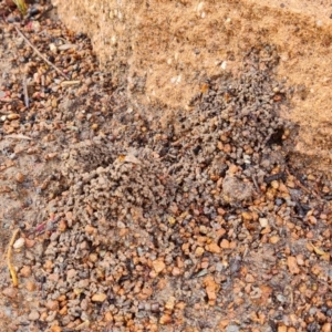 Camponotus consobrinus at Isaacs, ACT - 29 Nov 2023