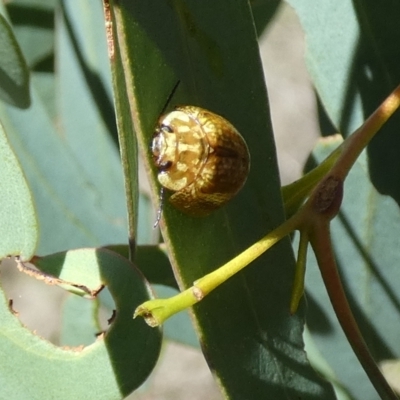 Paropsisterna cloelia (Eucalyptus variegated beetle) at QPRC LGA - 4 Dec 2023 by Paul4K