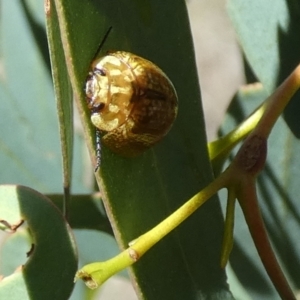 Paropsisterna cloelia at QPRC LGA - 4 Dec 2023