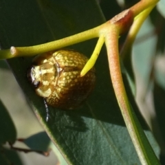 Paropsisterna cloelia at QPRC LGA - 4 Dec 2023