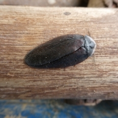 Laxta sp. (genus) (Bark cockroach) at Charleys Forest, NSW - 22 Apr 2022 by arjay