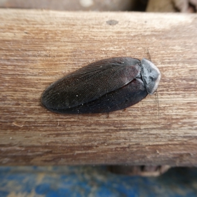 Laxta sp. (genus) (Bark cockroach) at Charleys Forest, NSW - 22 Apr 2022 by arjay