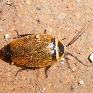 Ellipsidion australe at QPRC LGA - suppressed