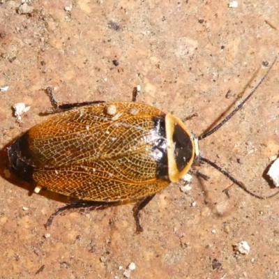Ellipsidion australe (Austral Ellipsidion cockroach) at Charleys Forest, NSW - 4 Apr 2022 by arjay