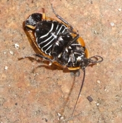 Ellipsidion australe at QPRC LGA - 4 Apr 2022