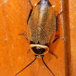 Ellipsidion australe at QPRC LGA - suppressed