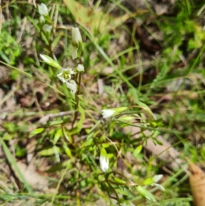 Gentianella polysperes at Namadgi National Park - 4 Dec 2023