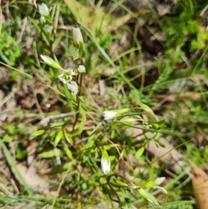 Gentianella polysperes at Namadgi National Park - suppressed