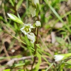 Gentianella polysperes at Namadgi National Park - 4 Dec 2023