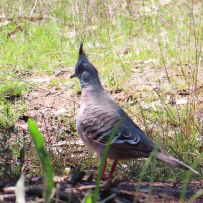 Ocyphaps lophotes (Crested Pigeon) at Mount Taylor - 4 Dec 2023 by MatthewFrawley