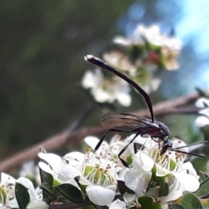 Gasteruption sp. (genus) at O'Connor, ACT - 27 Nov 2023