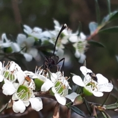 Gasteruption sp. (genus) at O'Connor, ACT - 27 Nov 2023