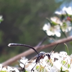 Gasteruption sp. (genus) at O'Connor, ACT - 27 Nov 2023