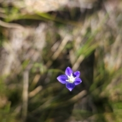 Wahlenbergia sp. (Bluebell) at Cotter River, ACT - 4 Dec 2023 by BethanyDunne