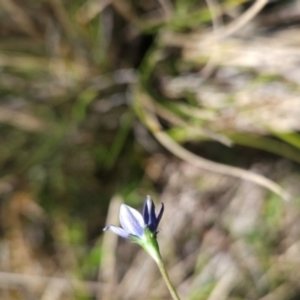 Wahlenbergia sp. at Namadgi National Park - 4 Dec 2023