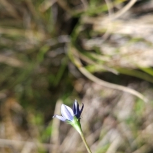 Wahlenbergia sp. at Namadgi National Park - 4 Dec 2023 03:08 PM