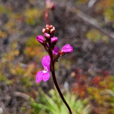 Stylidium montanum (Alpine Triggerplant) at Cotter River, ACT - 4 Dec 2023 by BethanyDunne