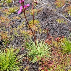 Stylidium montanum at Namadgi National Park - 4 Dec 2023