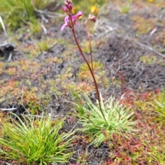 Stylidium montanum at Namadgi National Park - 4 Dec 2023