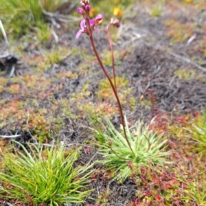 Stylidium montanum at Namadgi National Park - 4 Dec 2023