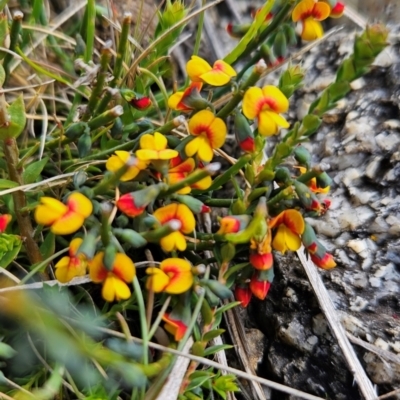 Sphaerolobium minus (Globe-pea) at Cotter River, ACT - 4 Dec 2023 by BethanyDunne
