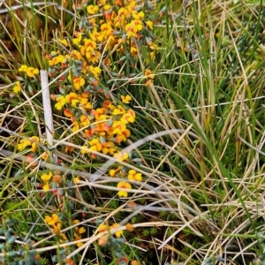 Sphaerolobium minus at Namadgi National Park - 4 Dec 2023 03:16 PM