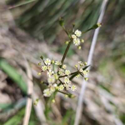 Gingidia harveyana (Slender Gingidia) at Namadgi National Park - 4 Dec 2023 by BethanyDunne