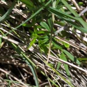 Gingidia harveyana at Namadgi National Park - 4 Dec 2023