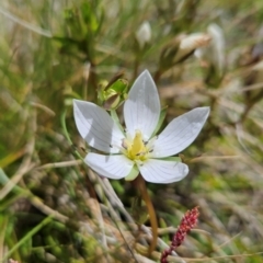 Gentianella polysperes (Early Forest-Gentian) at Namadgi National Park - 4 Dec 2023 by BethanyDunne