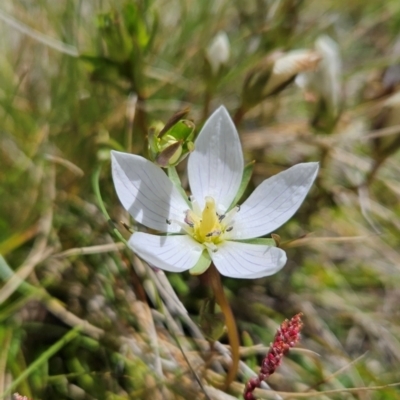 Gentianella polysperes (Early Forest-Gentian) at Namadgi National Park - 4 Dec 2023 by BethanyDunne