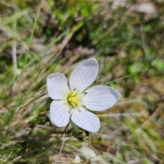 Gentianella polysperes at Namadgi National Park - 4 Dec 2023