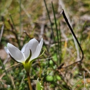 Gentianella polysperes at Namadgi National Park - 4 Dec 2023