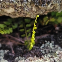 Asplenium flabellifolium (Necklace Fern) at Cotter River, ACT - 4 Dec 2023 by BethanyDunne