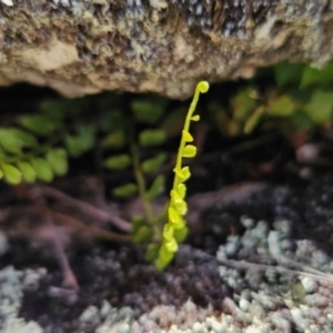 Asplenium flabellifolium at Namadgi National Park - 4 Dec 2023