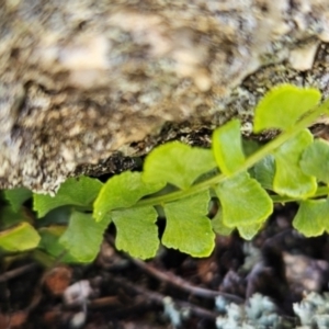 Asplenium flabellifolium at Namadgi National Park - 4 Dec 2023 03:45 PM