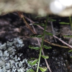 Asplenium flabellifolium at Namadgi National Park - 4 Dec 2023