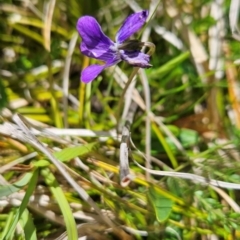 Viola betonicifolia (Mountain Violet) at Cotter River, ACT - 4 Dec 2023 by BethanyDunne